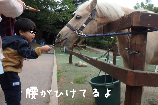富士サファリパークのふれあいゾーンでポニーに人参をあげる子供