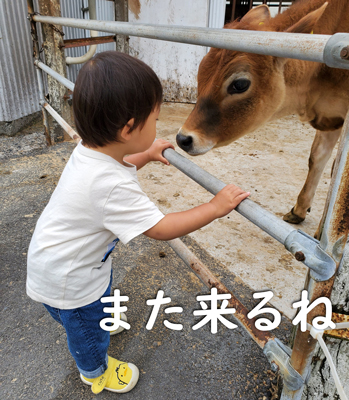 マザー牧場で牛と戯れる次男(１歳半)